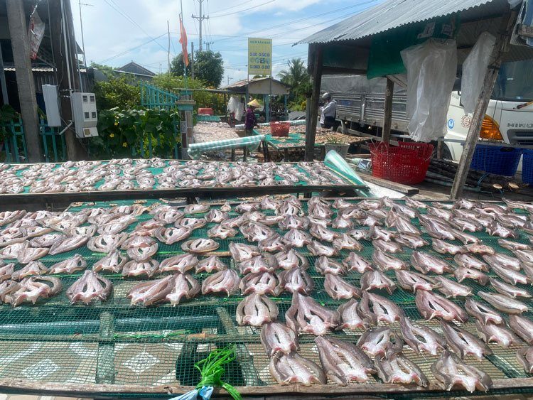 Cá xẻ phơi trên lưới tại sân phơi của xưởng